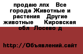 продаю лпх - Все города Животные и растения » Другие животные   . Кировская обл.,Лосево д.